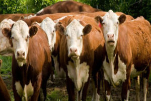 purebred hereford cattle looking from a pasture with trees in background